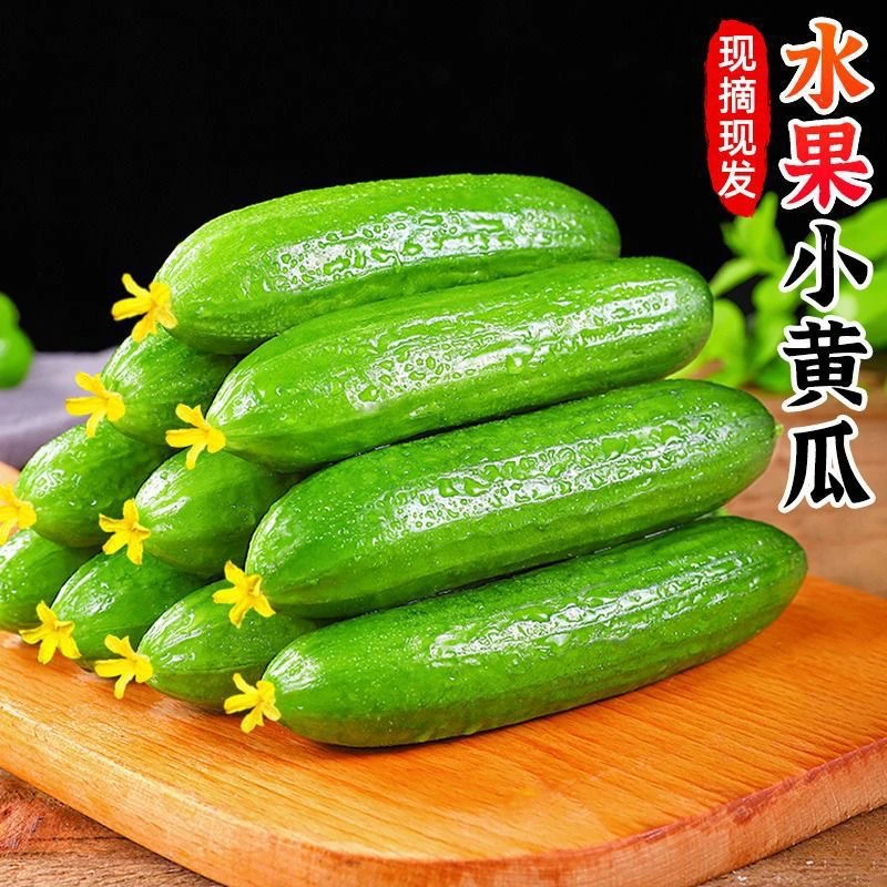 山东寿光水果小黄瓜每日现摘生吃清脆清甜美味好吃无刺种植