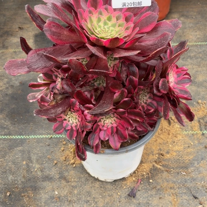 瑞妈多肉植物是131