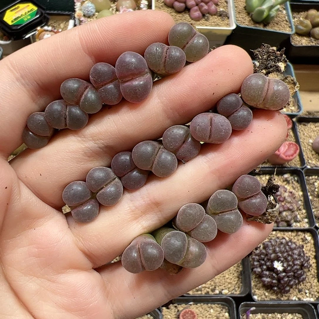 【闪购商品】117 秒