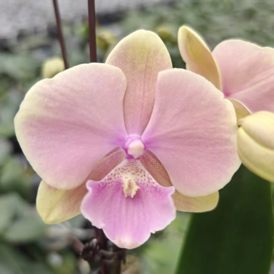 {芳美传奇}3寸加高杯抽梗苗  蝴蝶兰