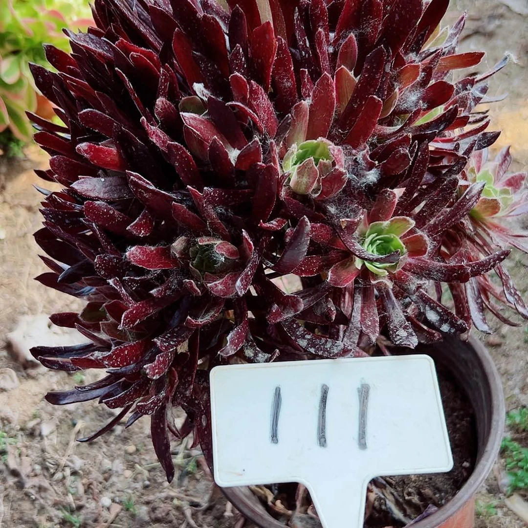 多肉植物赤霞飞法师