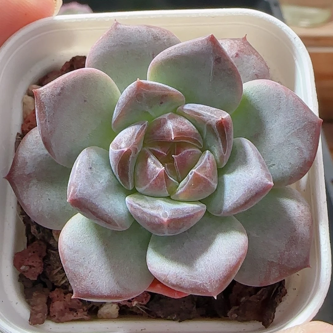 多肉0926--112琥珀天使珍妮