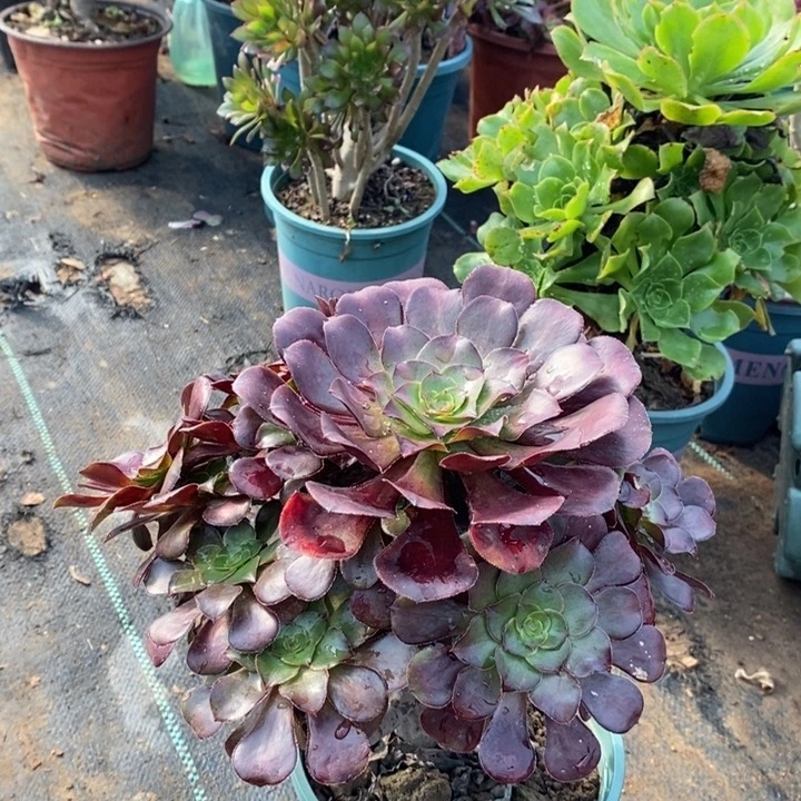 圆叶变异多肉植物70