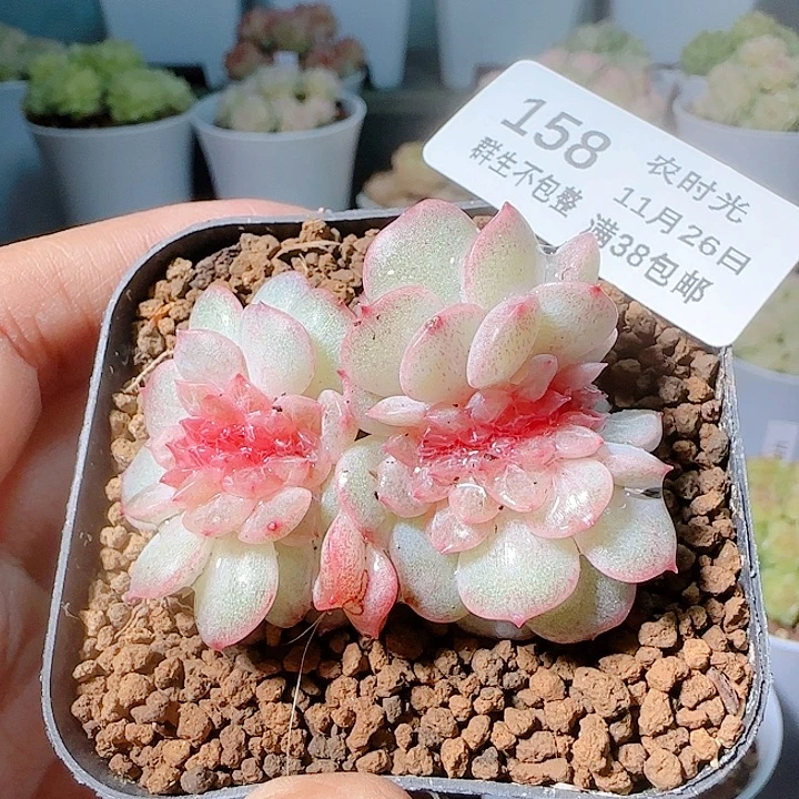 1126-158烟霞缀化