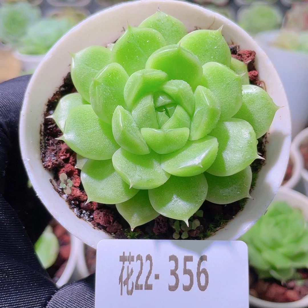 花利美22-356麦秆