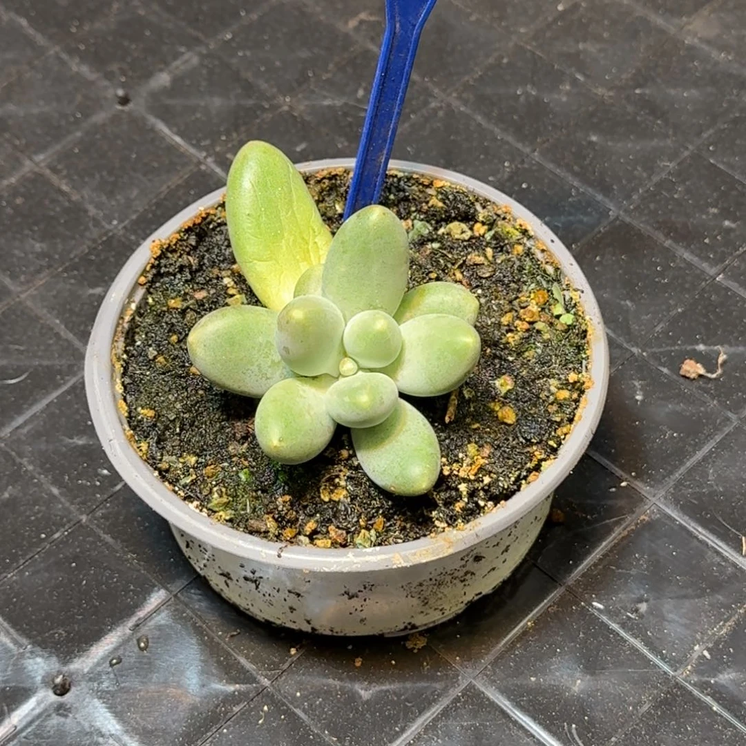多肉植物胖体x美人194
