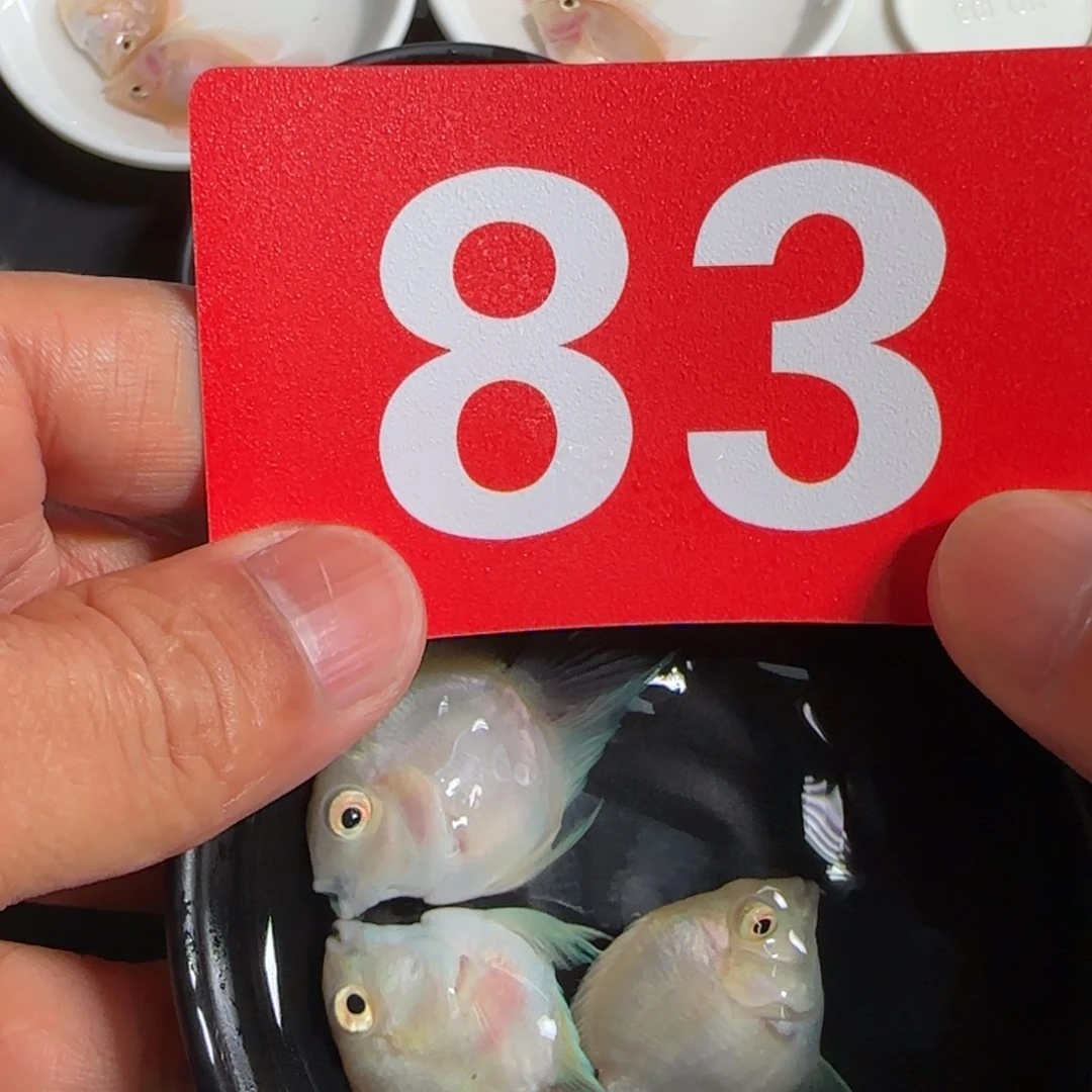 海水鱼白金迷你鹦鹉3只83