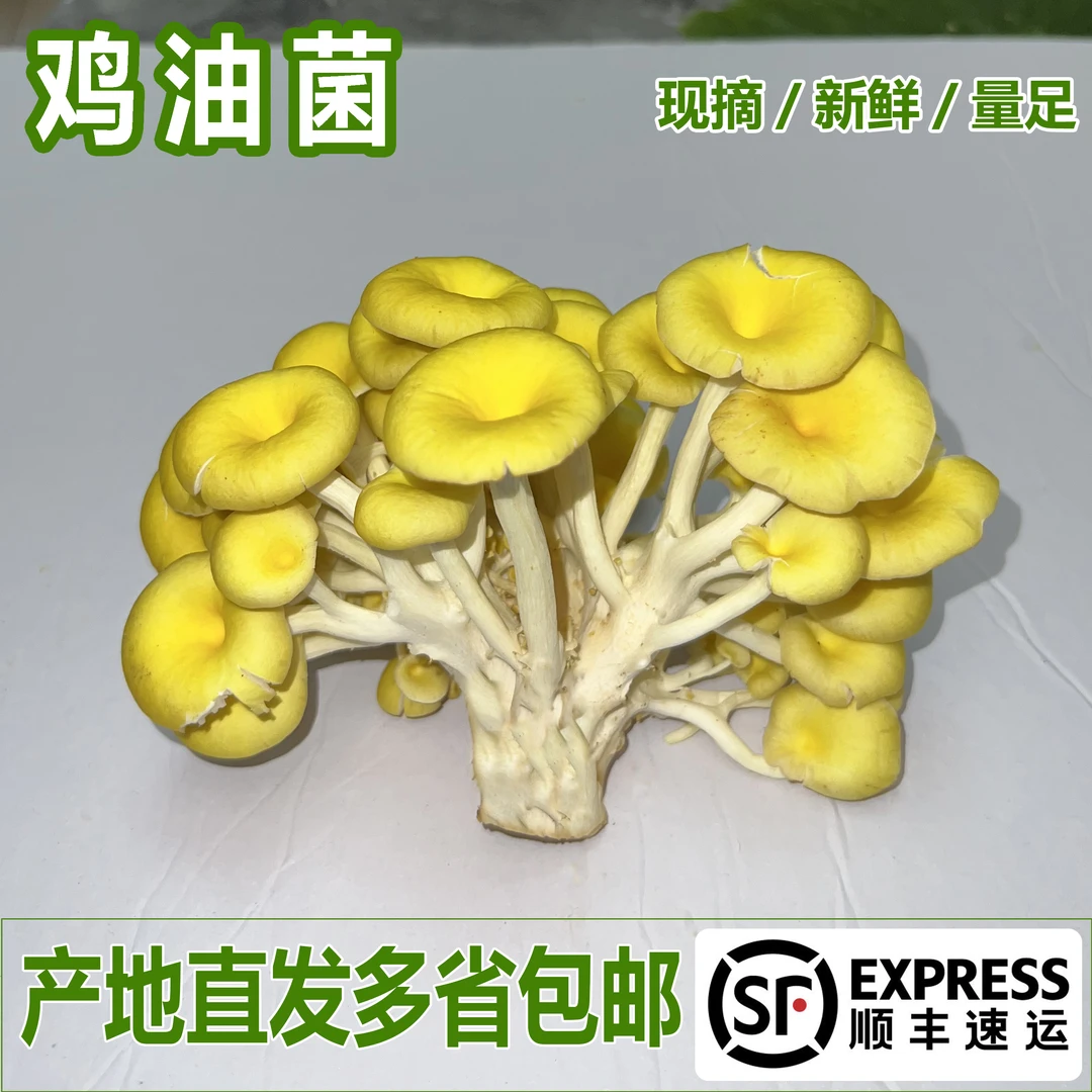 新鲜榆黄菇鸡油菌食用菌可用于煲汤火锅食材菌子野生菌榆黄蘑蘑菇