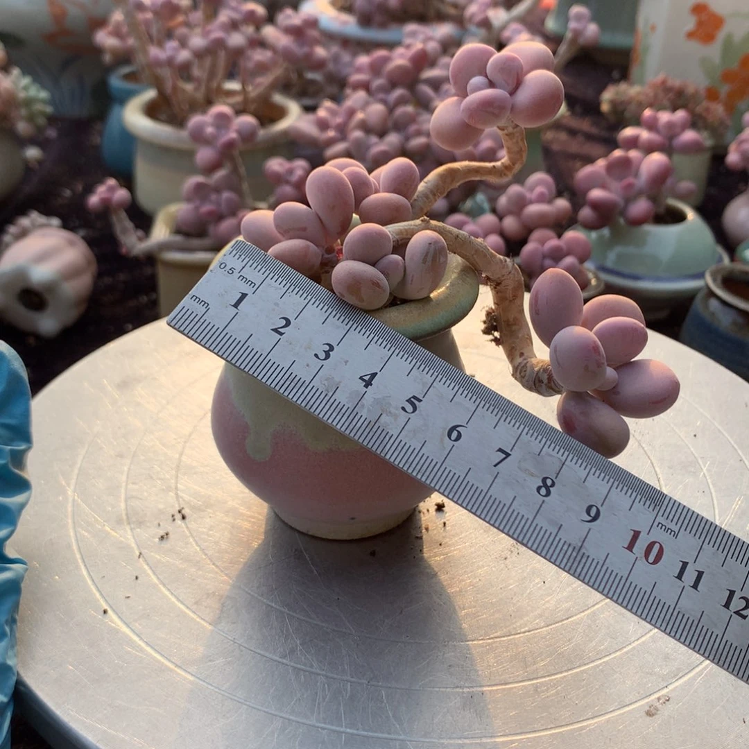 80号带盆偏远地区不包邮的