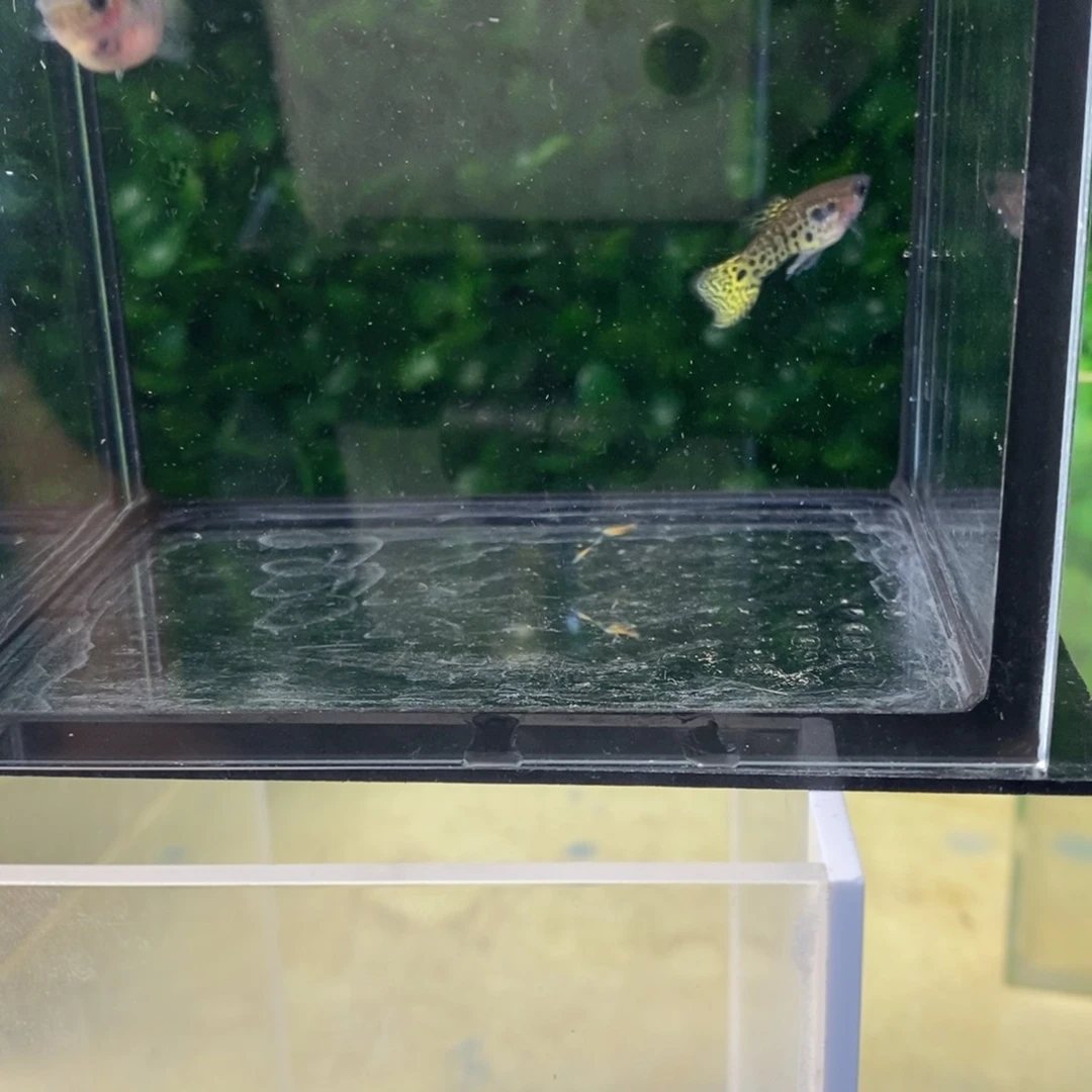 孔雀鱼黑金蕾丝一对
