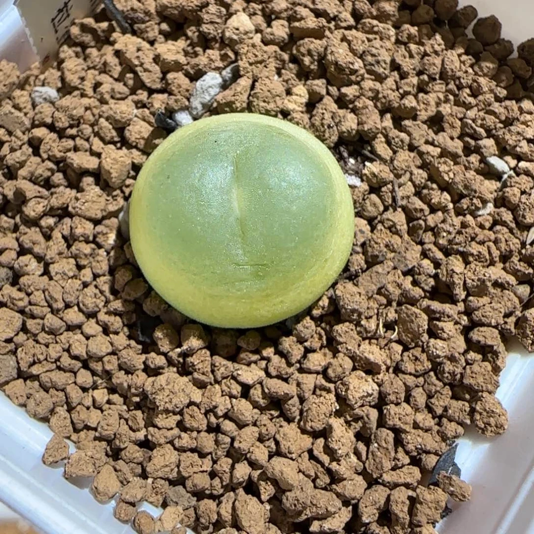 肉锥多肉植物组合-sh1200拉登1613