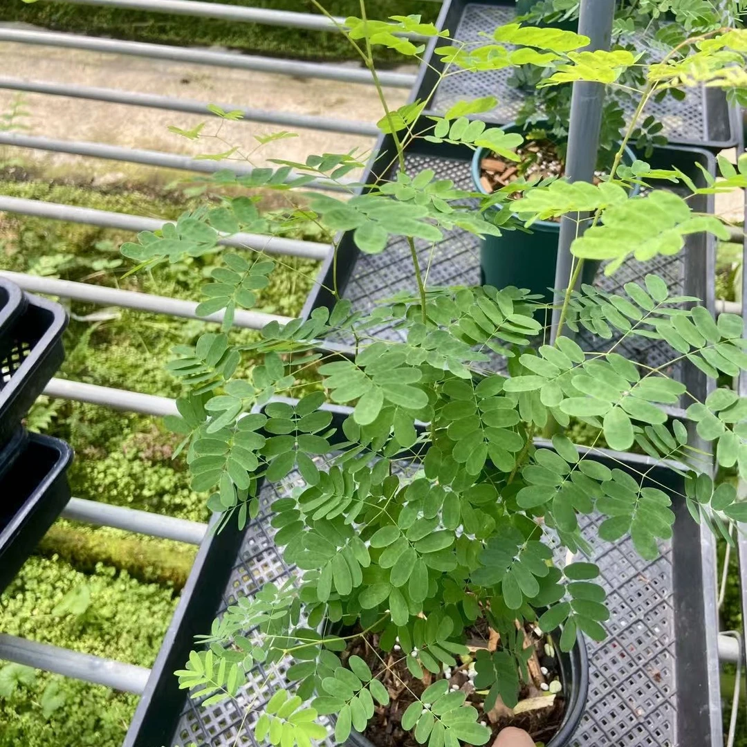 铁架木为常绿室内盆景观赏其木材坚硬属于小乔木