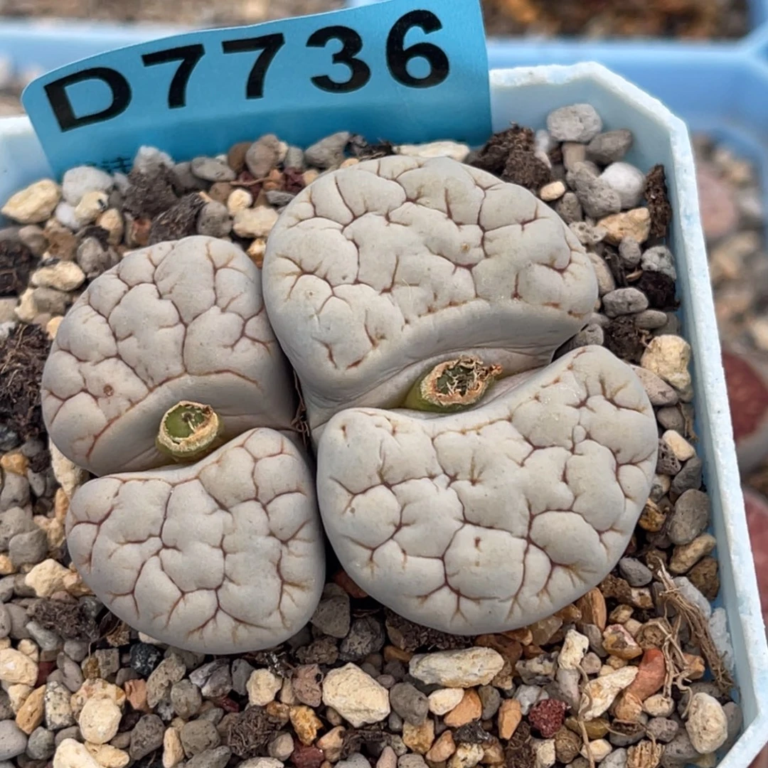7736双头凹凸脑纹189一颗
