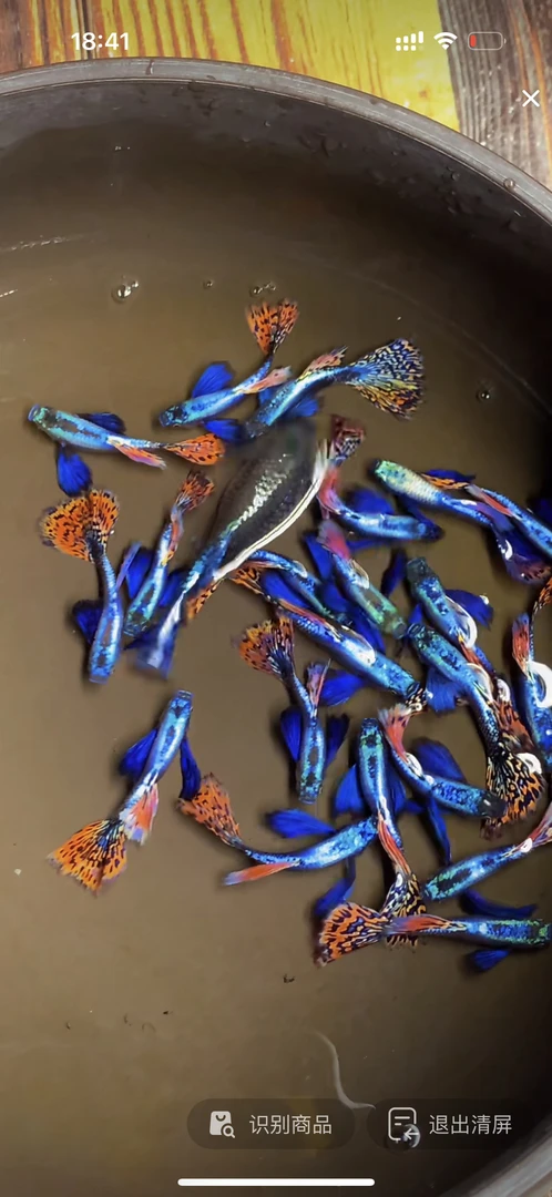 大耳马赛克孔雀鱼