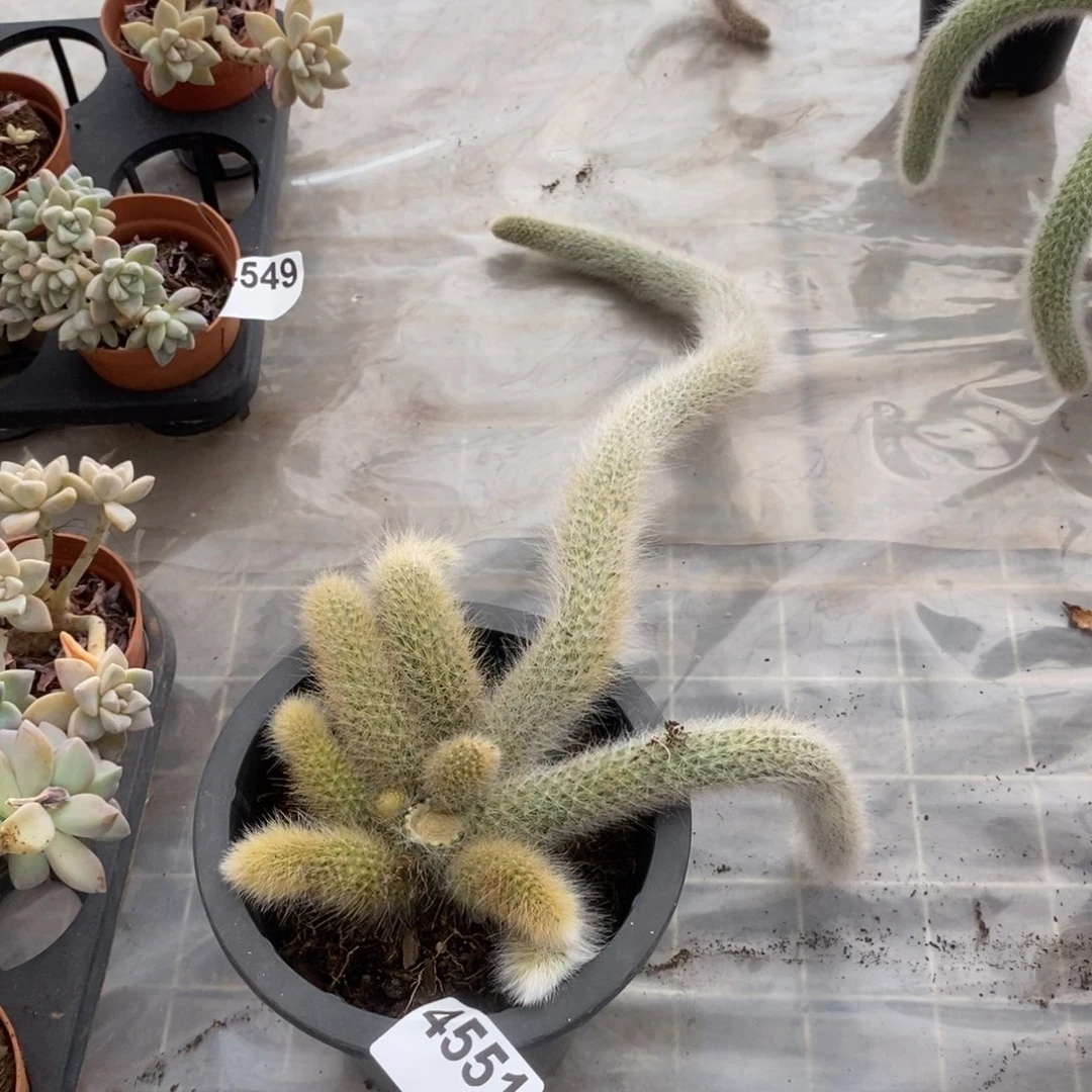 4551九尾狐一物一拍