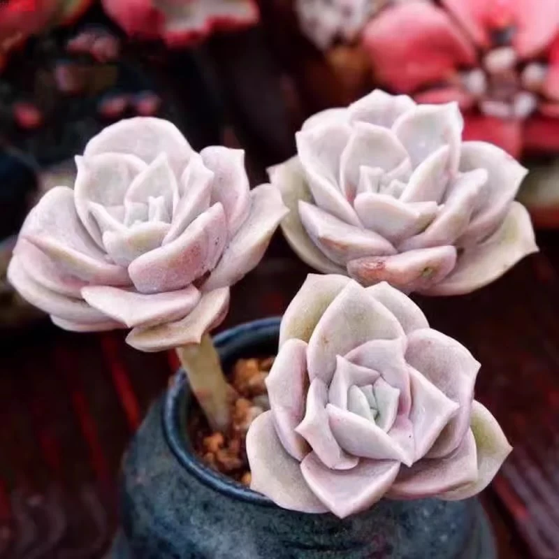 【满9.9包邮】可爱玫瑰群生3头起4-5cm多肉植物以直播间展示为主