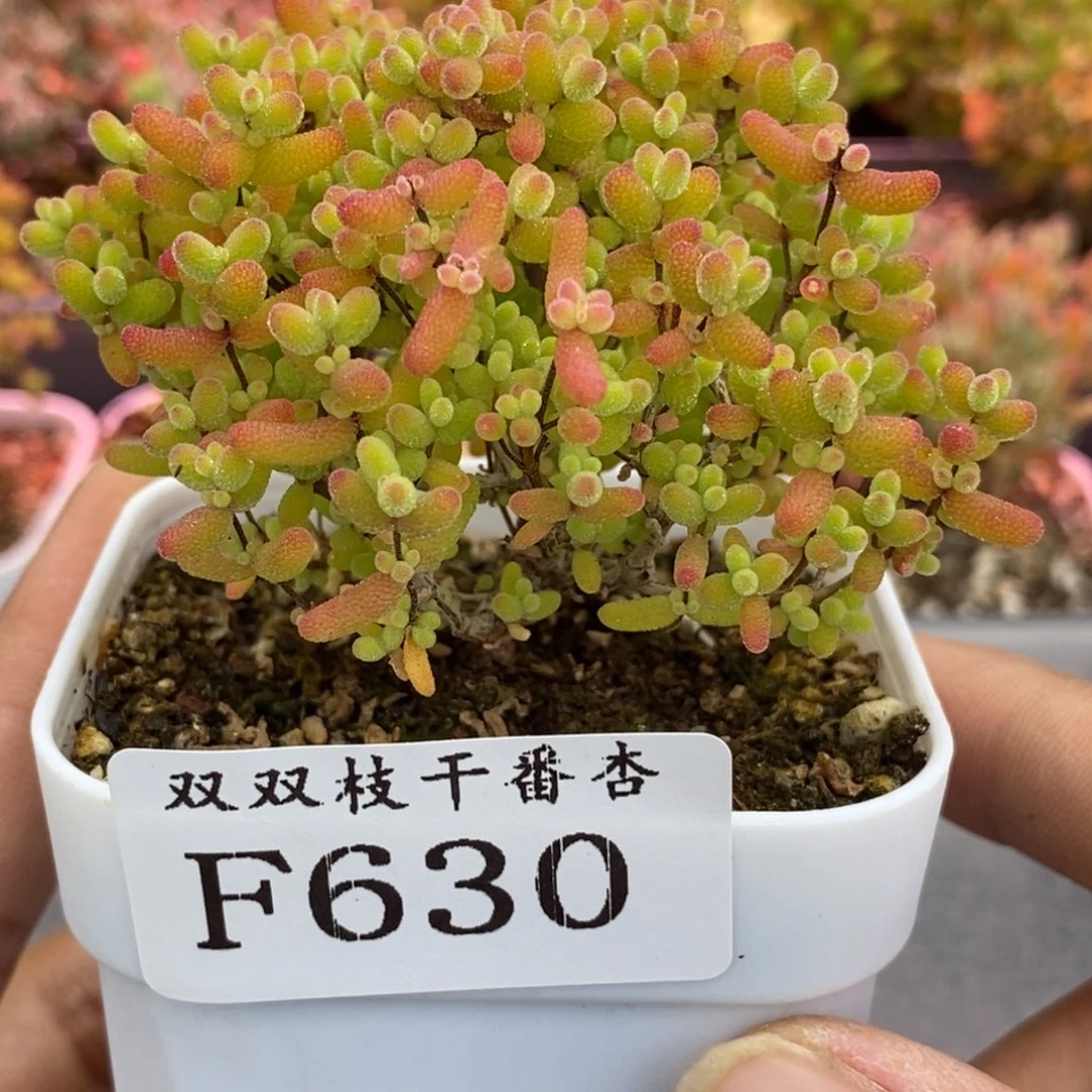 630蜜橘。