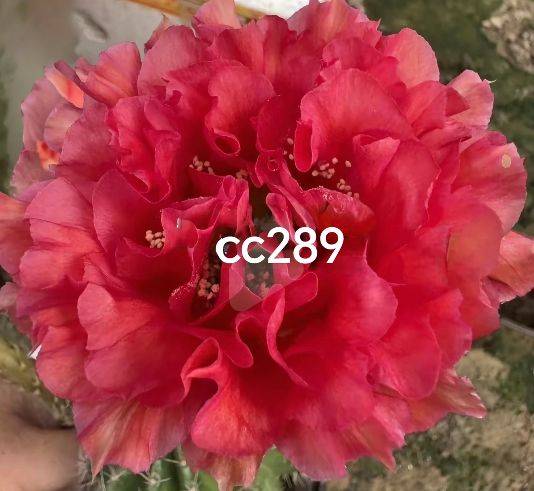 彩草cc289侧芽歪 满28包邮非偏远