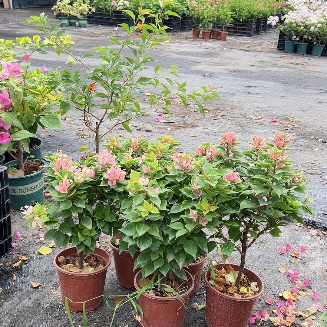 当前无花栽培后可以开花塔橙掌中宝一颗