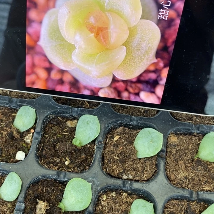 甜心190芽苗一个多肉