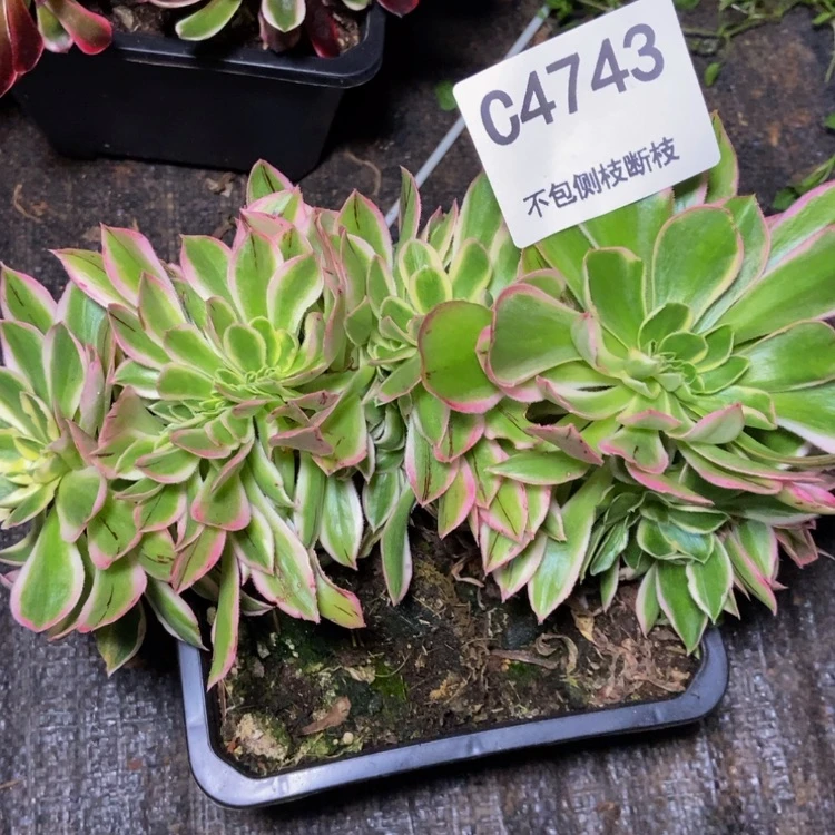 【闪购商品】4743青莲多肉