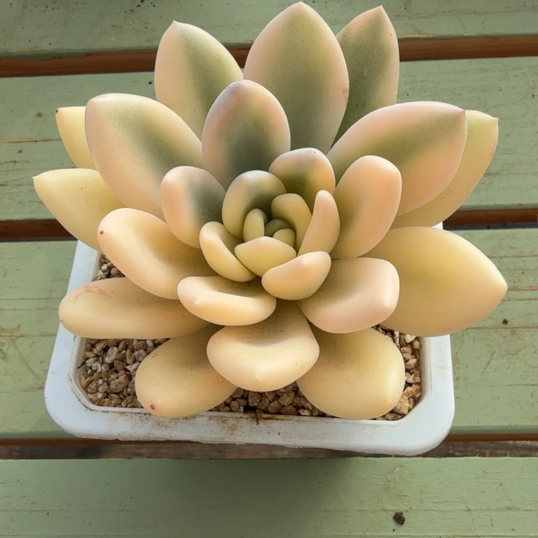 彩色奥普宽锦锦上园艺一物一拍