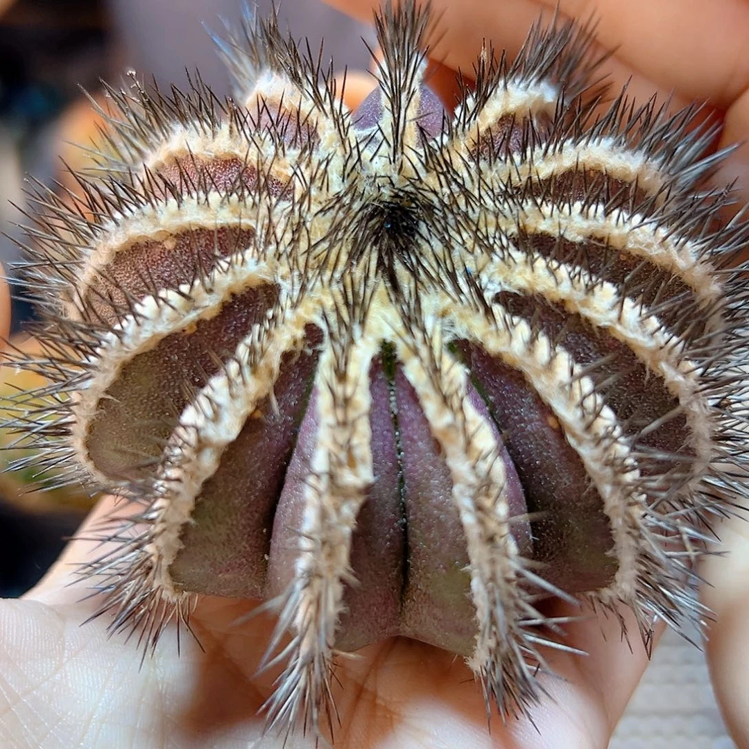 自刺紫皮尤伯球含刺7.5公分无根小木心