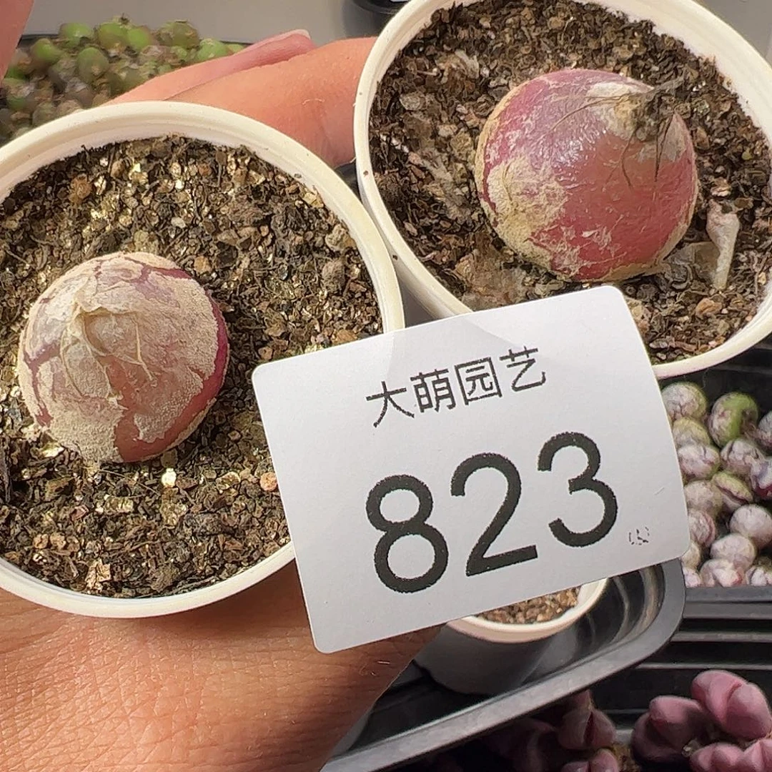 一物一拍。        823