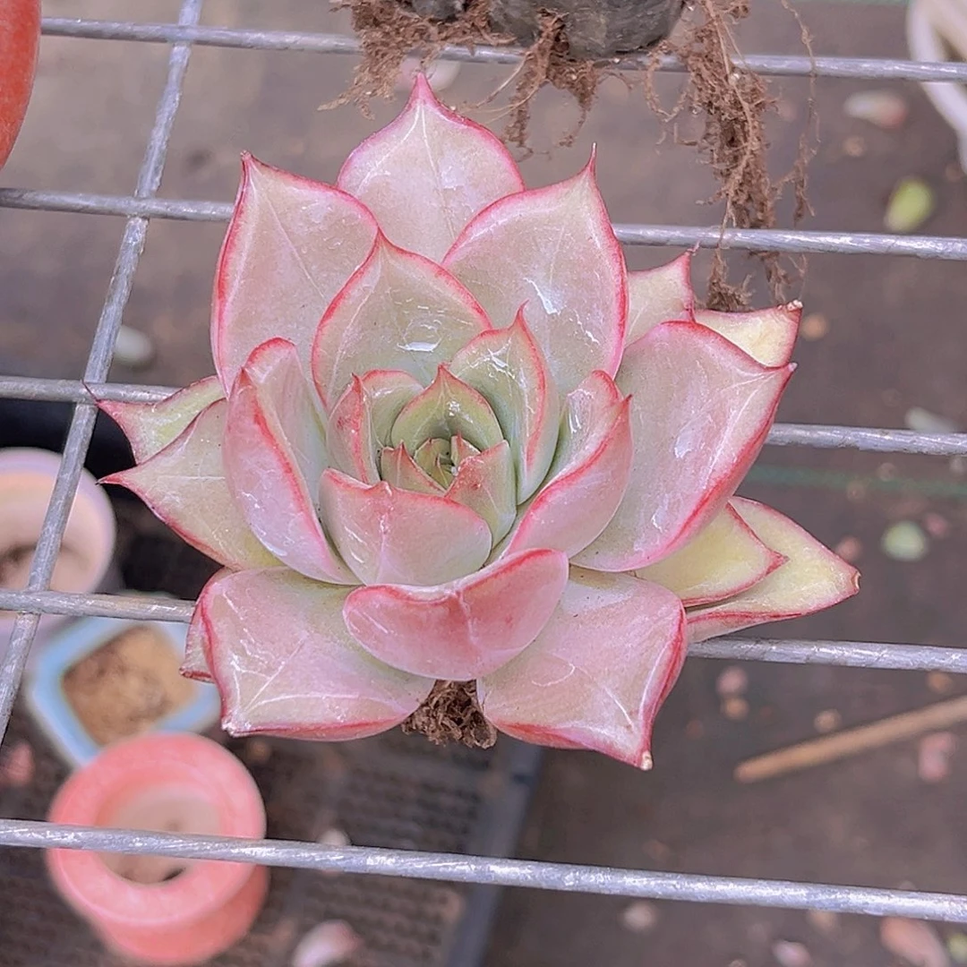 0姐99999999889999999