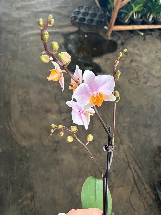 图尔坎—蝴蝶兰 开花发货 室内绿植