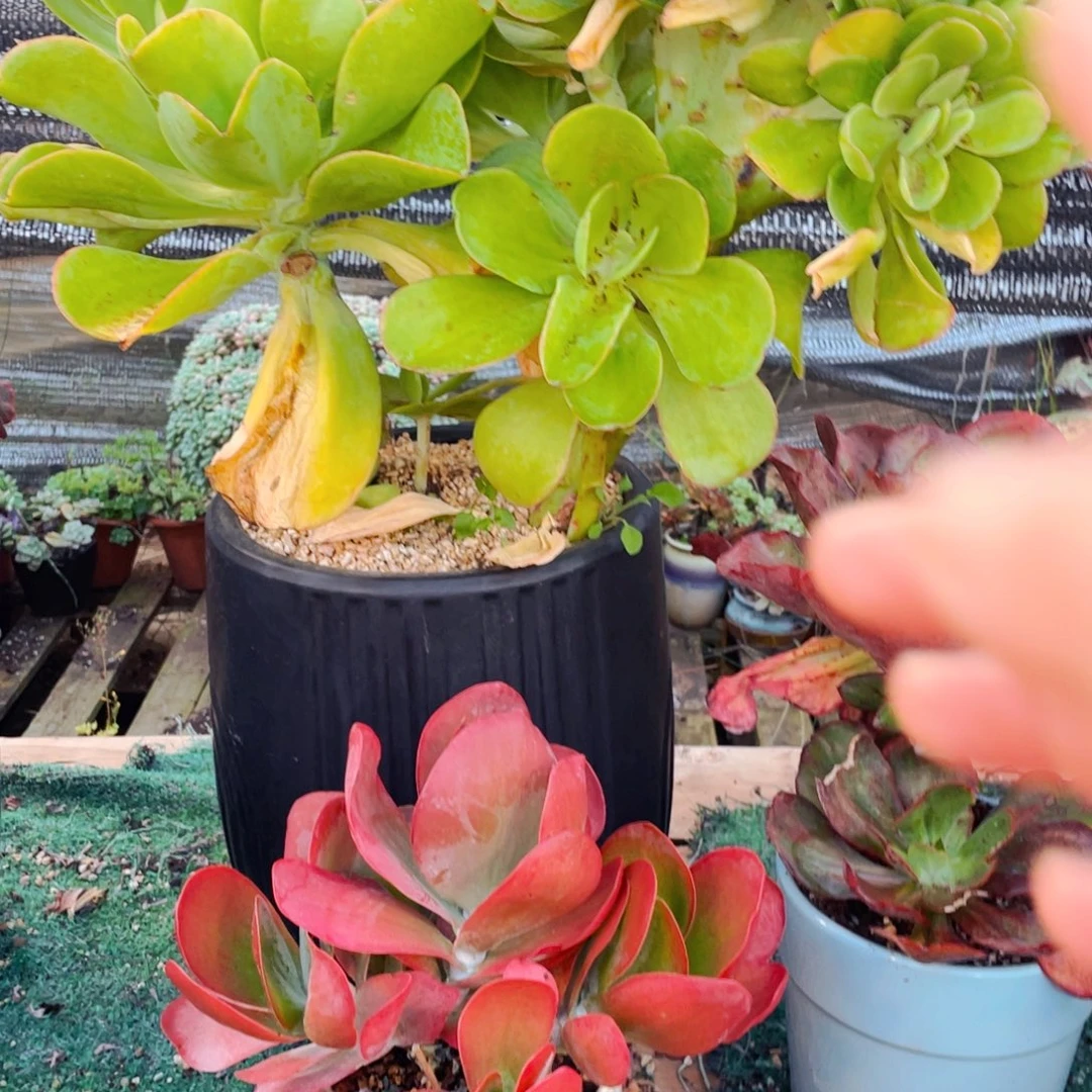 丽***店柠檬卷大缀化群生发物流到付