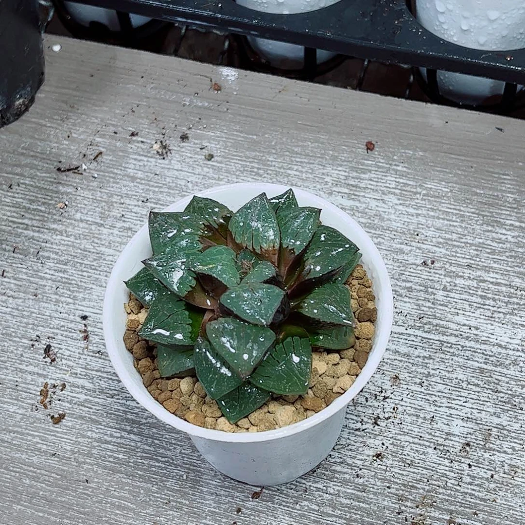 日月潭一勿一拍玉露