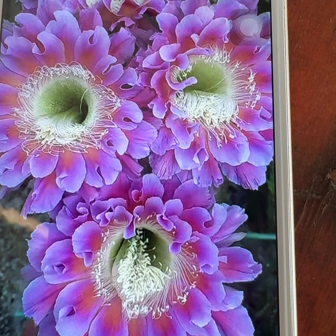 云雨侧芽4公分彩草