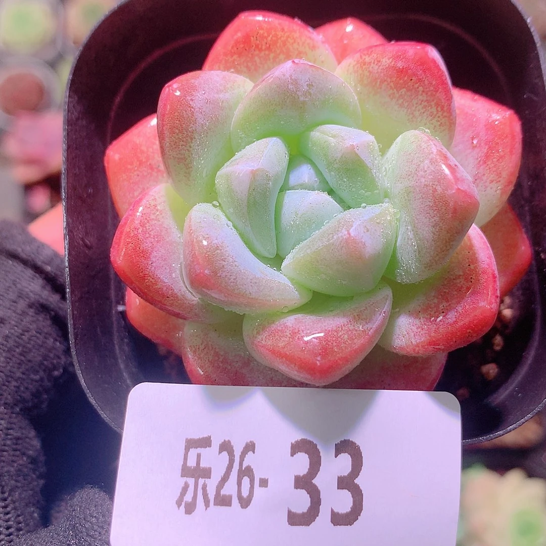 乐然26-33 冰玉单头