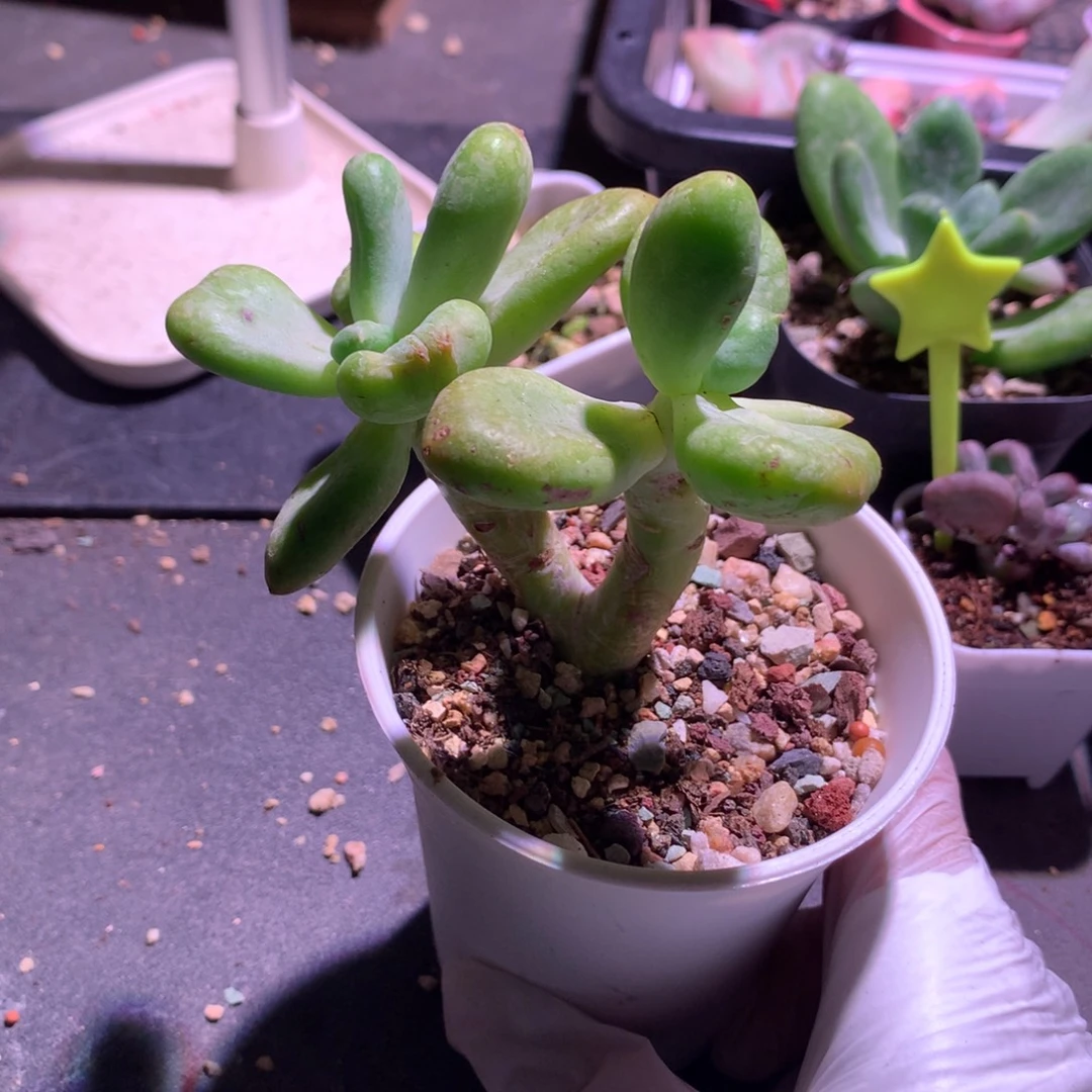 双头乌里韦亚哈哈哈