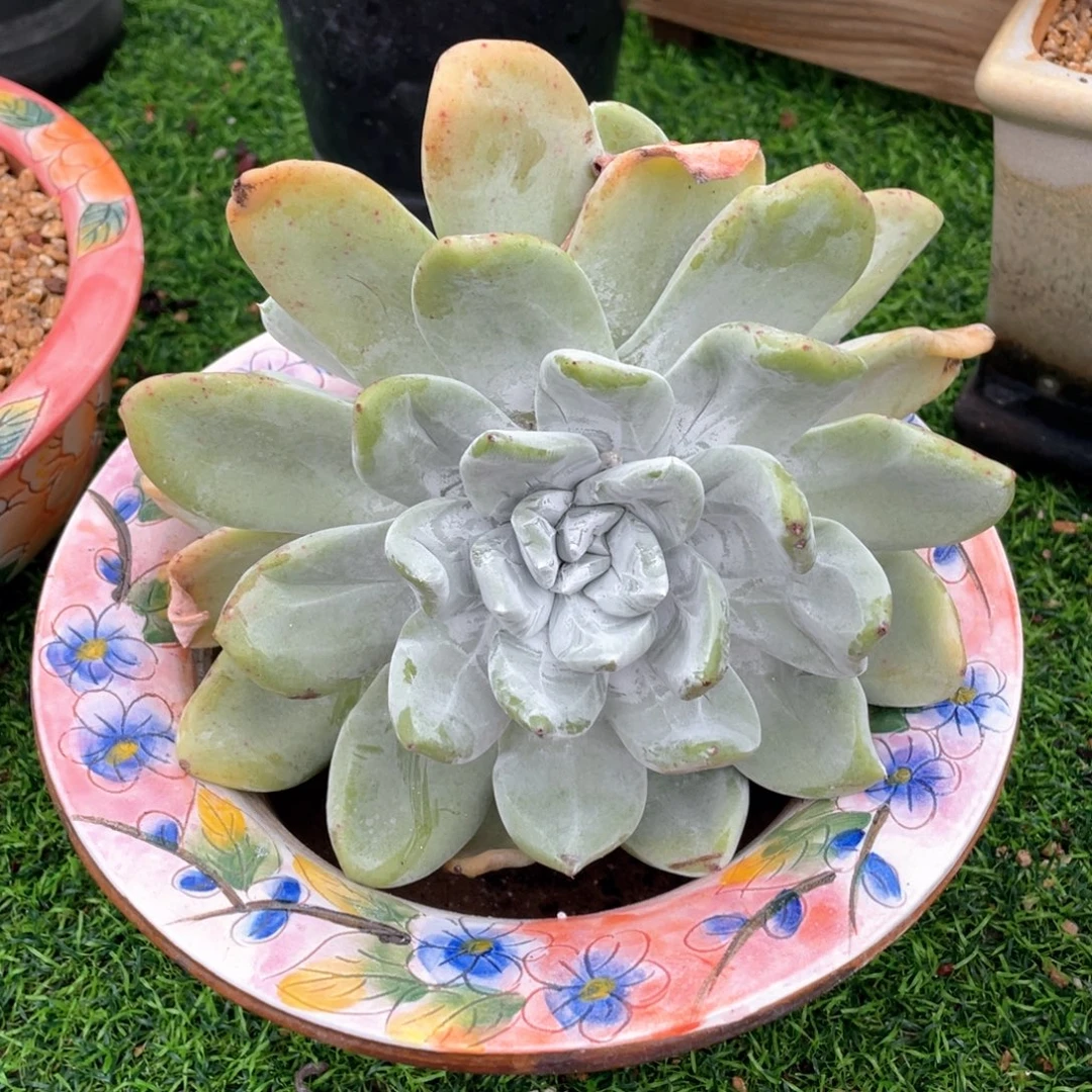 牡丹苹果叶群生福利