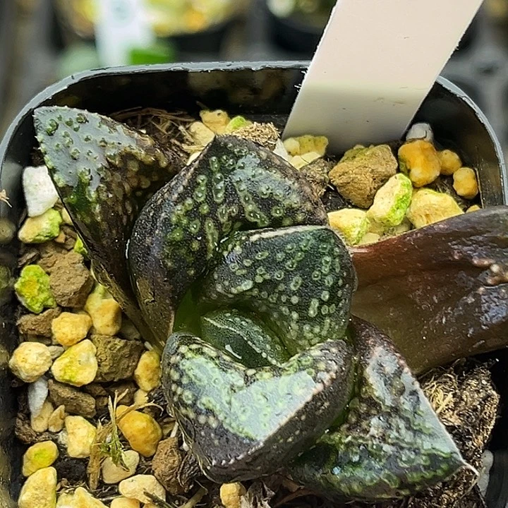 7巨大丸叶紫禁城头家多肉十二卷