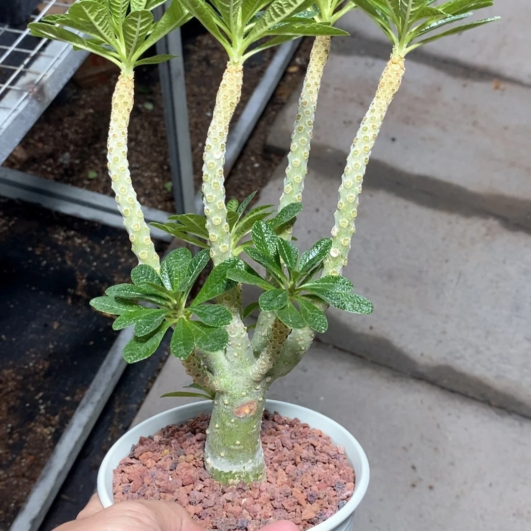 巨流桑多肉植物一个