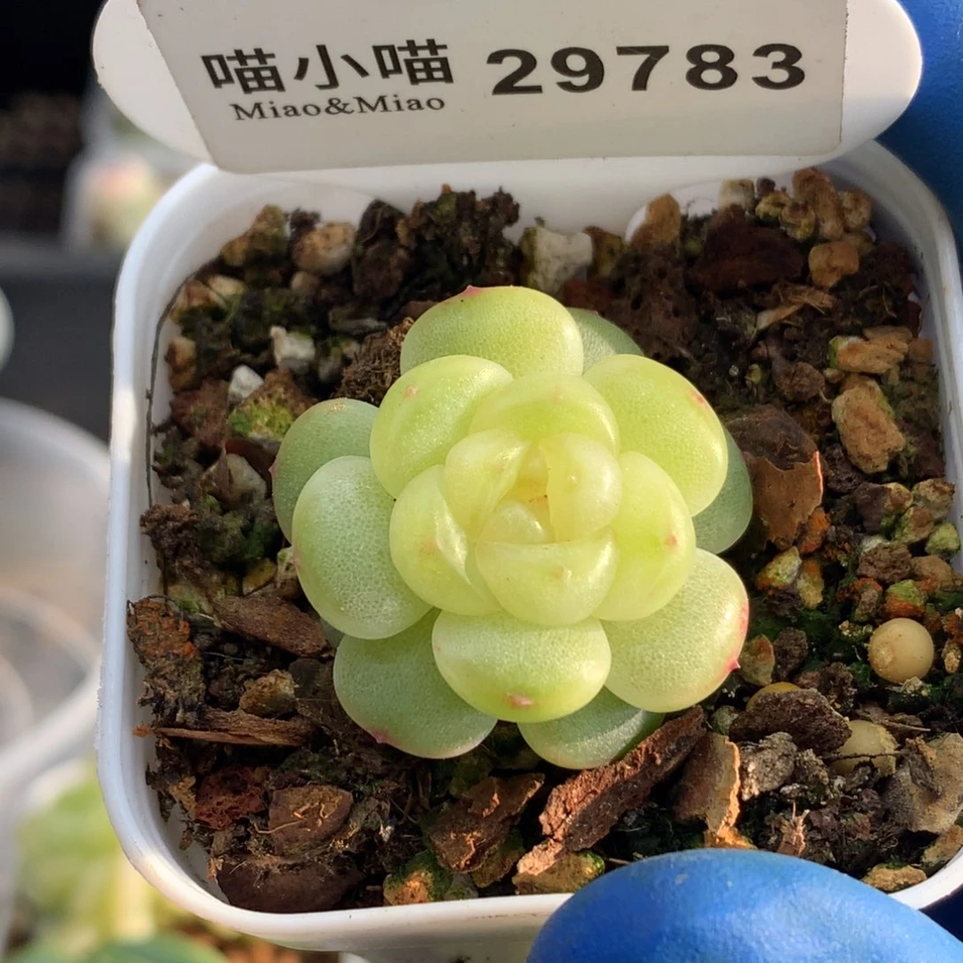 多肉植物杂交珍妮