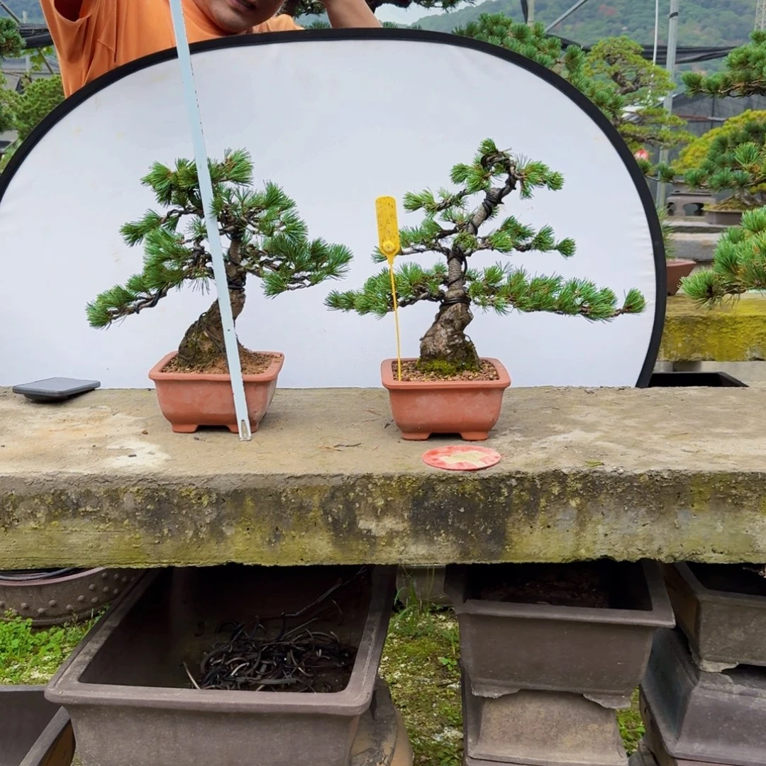 驰***骋无花朵松树松树松树松树松树