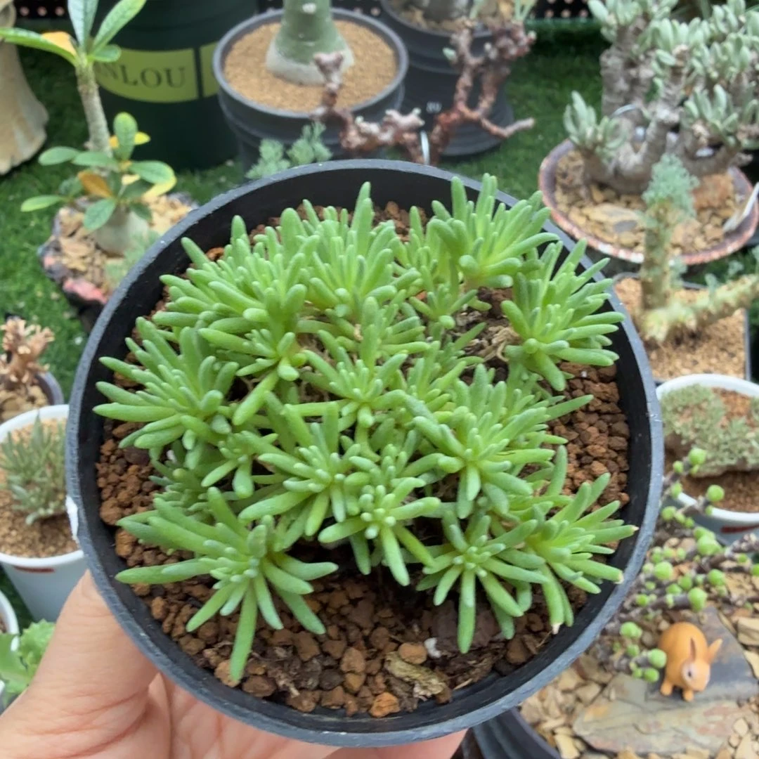 晶珊瑚403仙人掌球