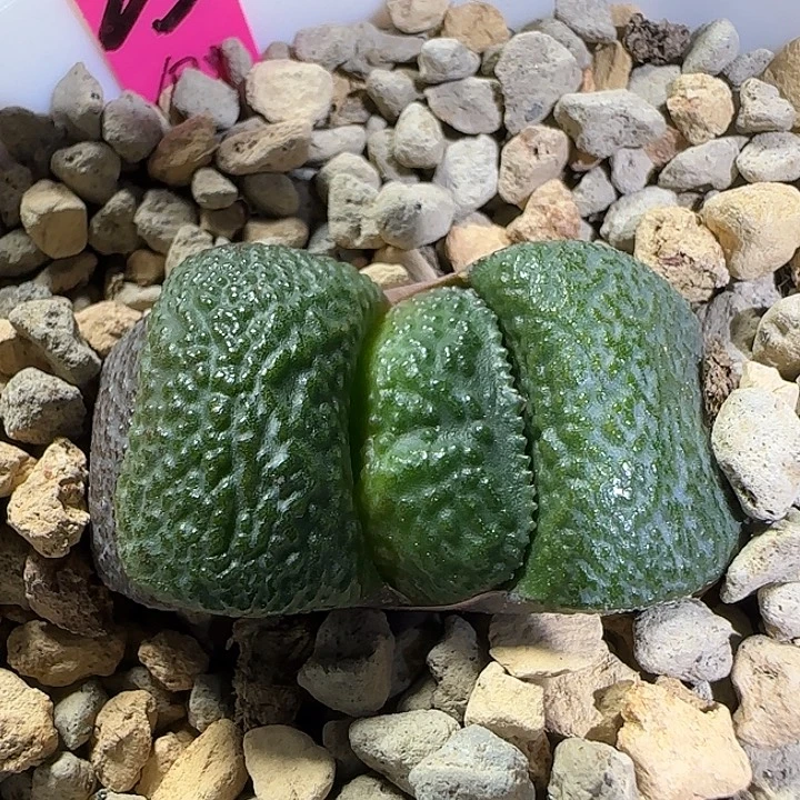 大军配亚成株有侧芽