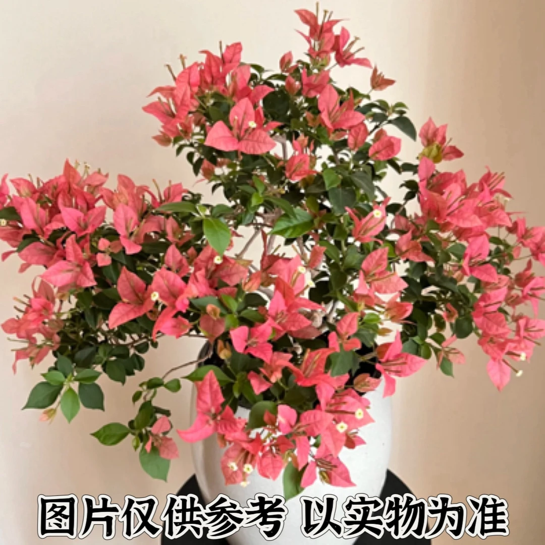 卡亚塔1 正宗三角梅基地直发阳台庭院可飘枝可垂丝可爬藤带花发货