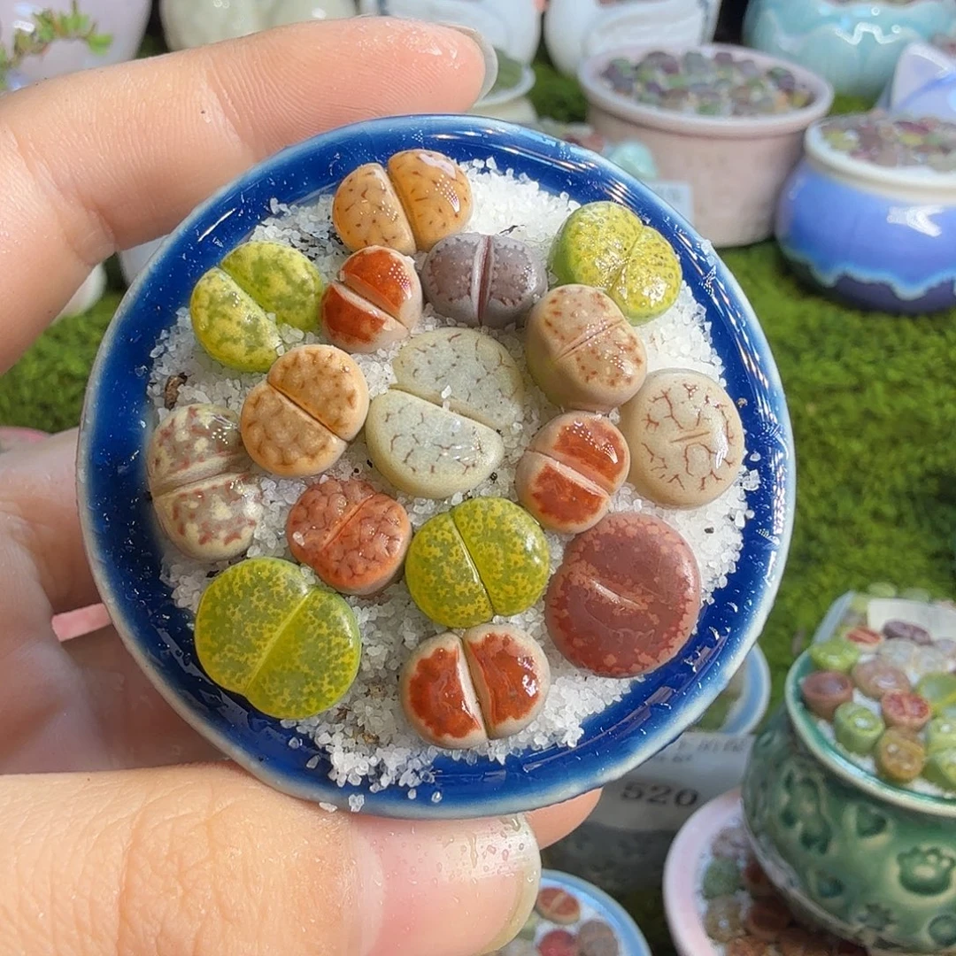 多肉葡萄干和水果579