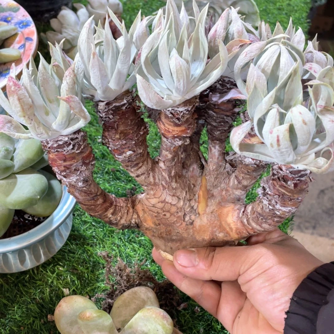 小叶雪山苹果叶粗桩福利