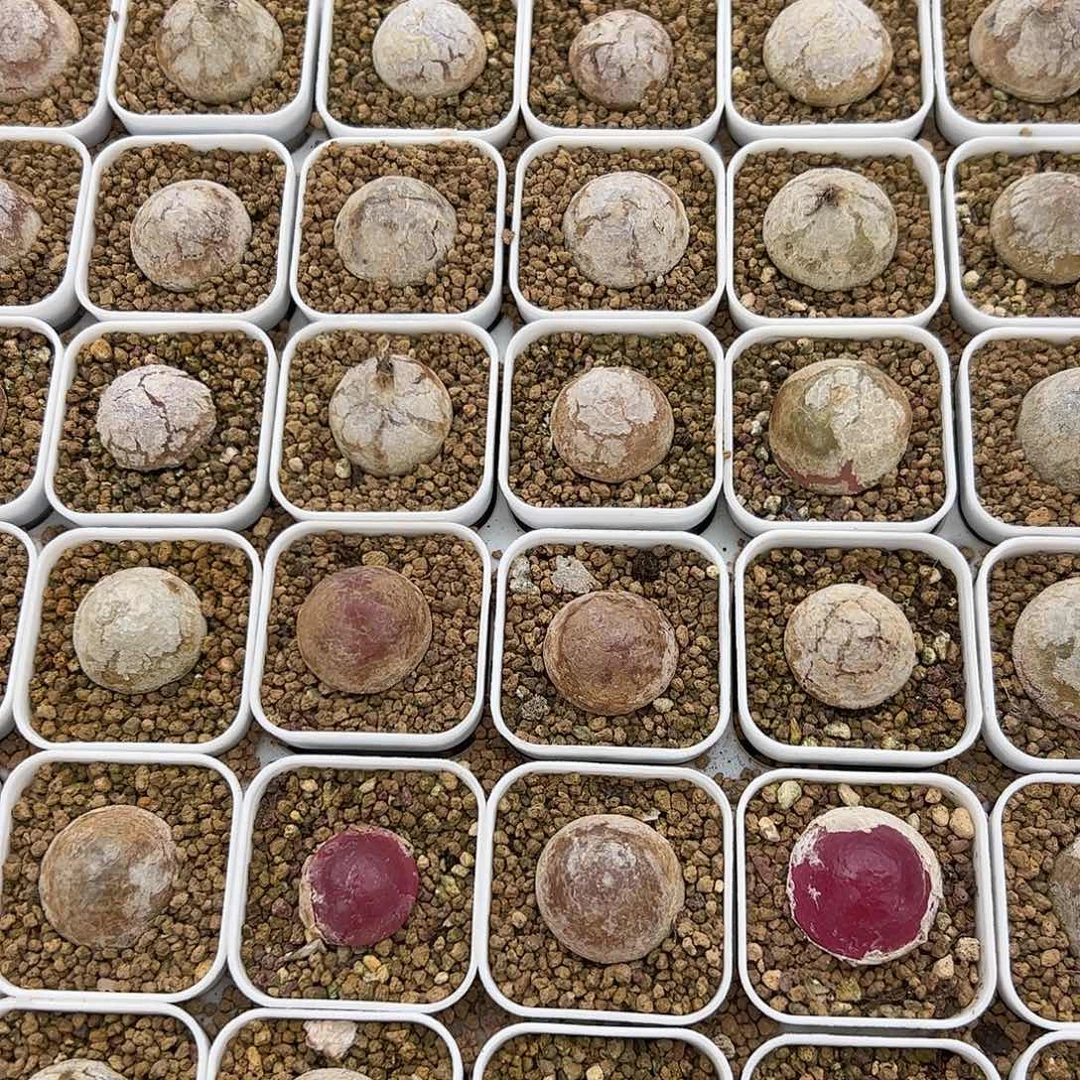 0000量拍大灯泡1颗尺寸不低于2.0脱土发