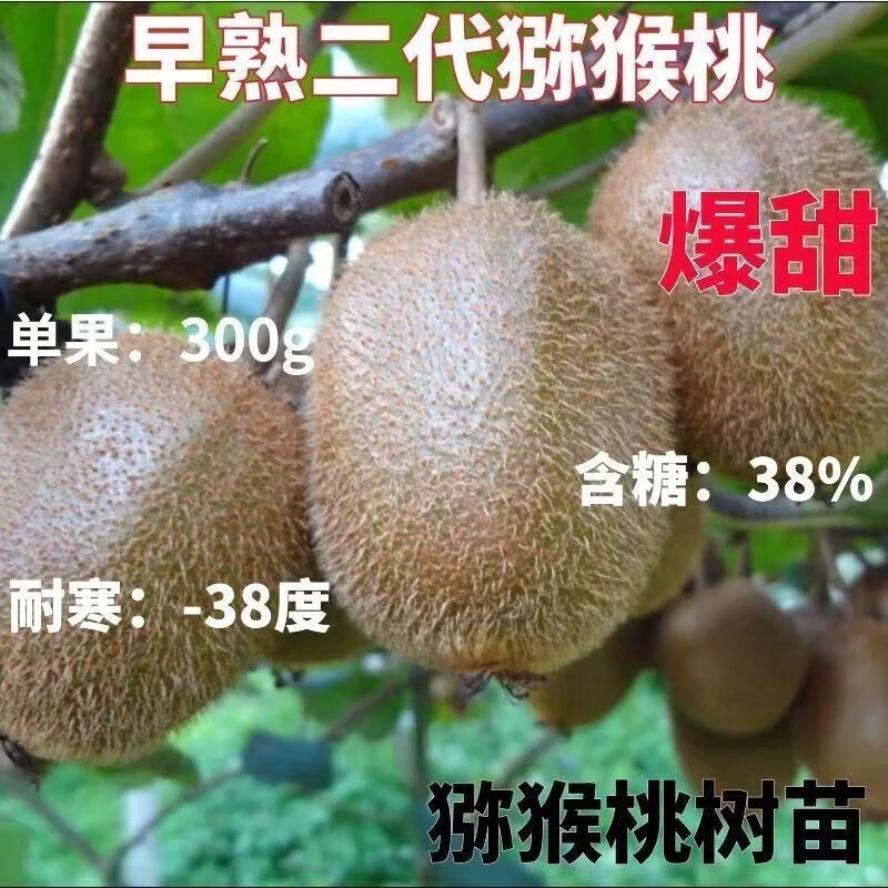 特大红心猕猴桃树苗耐寒猕猴桃盆栽地栽南方北方种植地栽果树苗