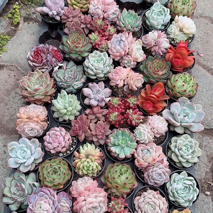 十棵小精品多肉植物