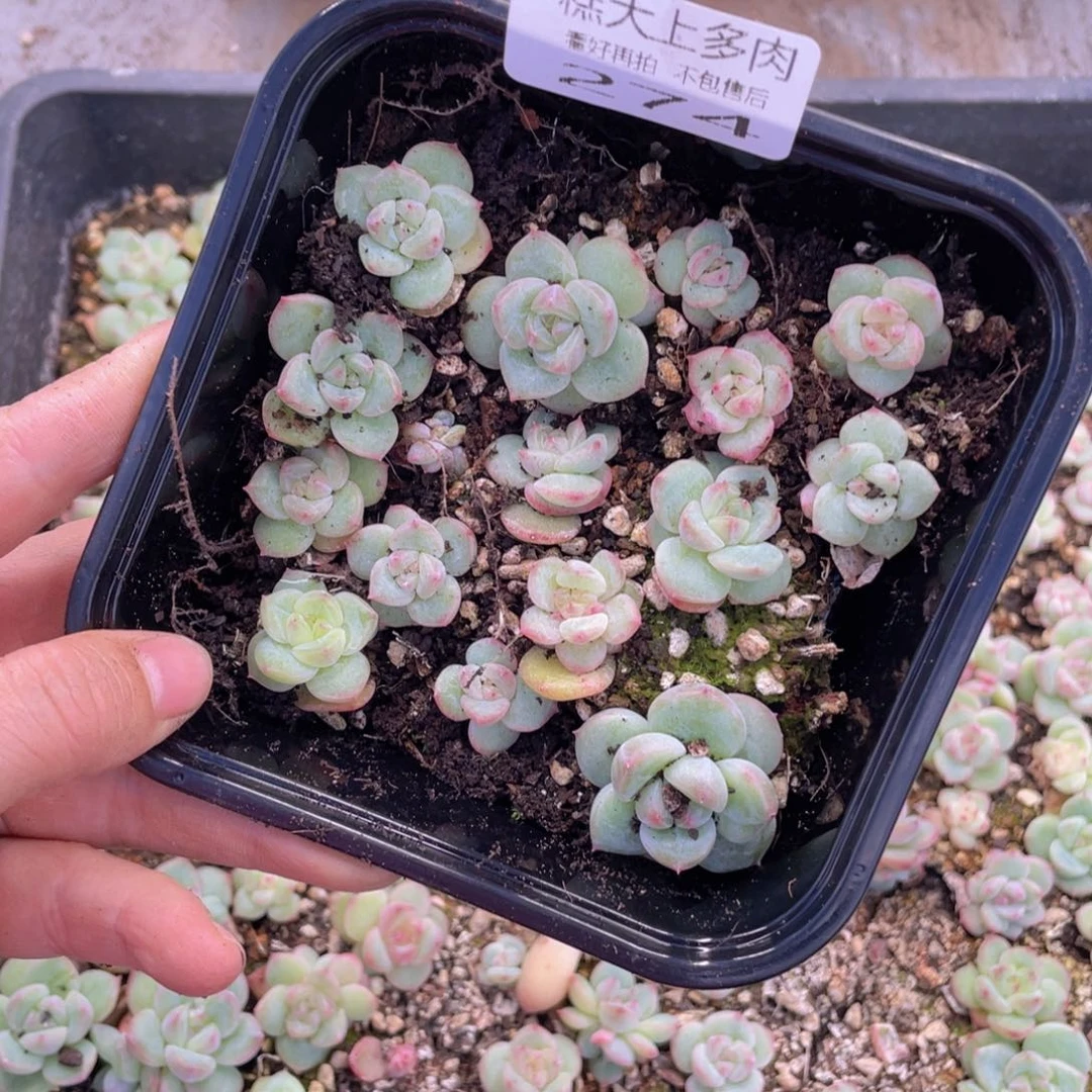 糕大上多肉植物274