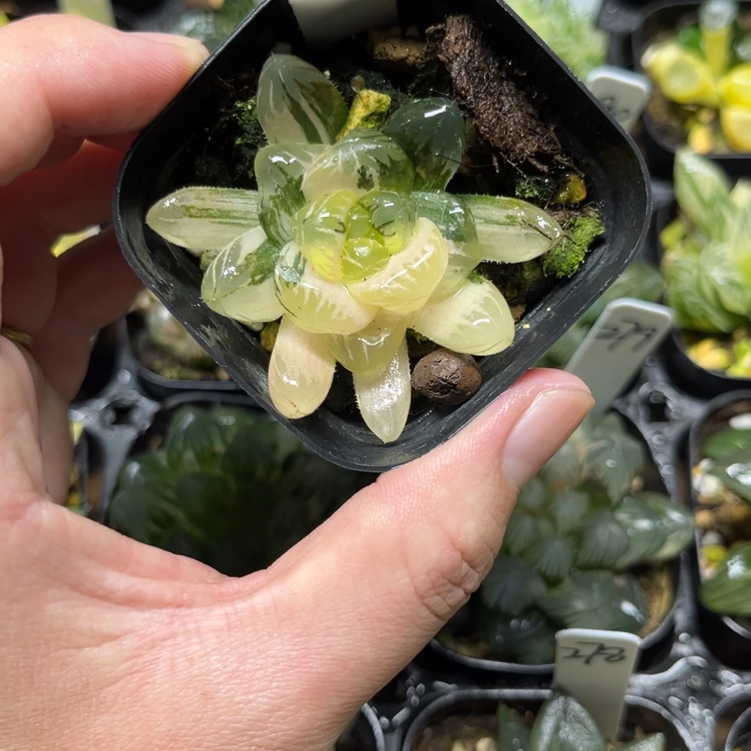 277塑料皮玉露锦一物一拍